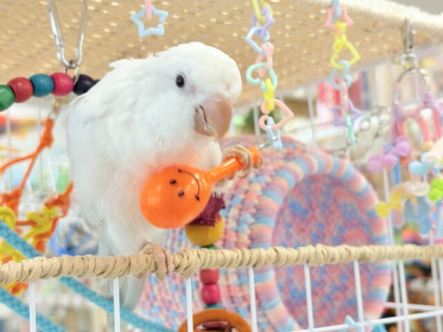オキナインコ