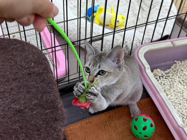 シンガプーラ