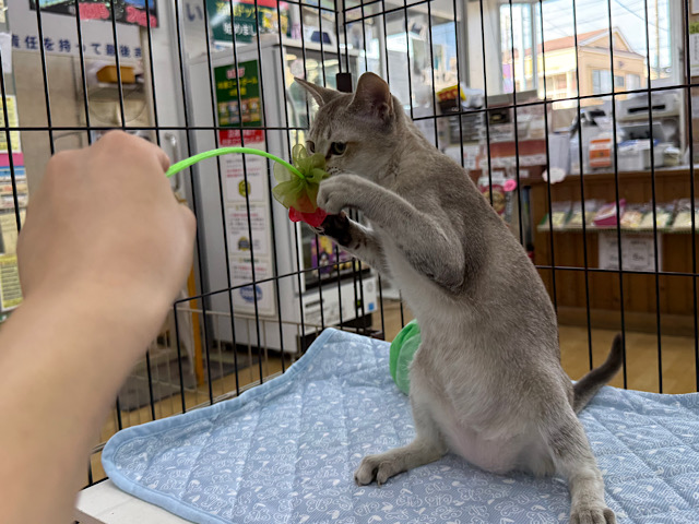 シンガプーラ