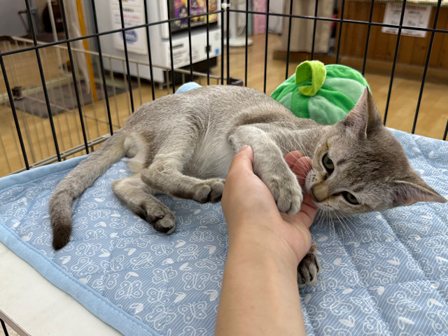 シンガプーラ