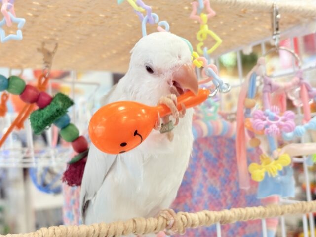 オキナインコ
