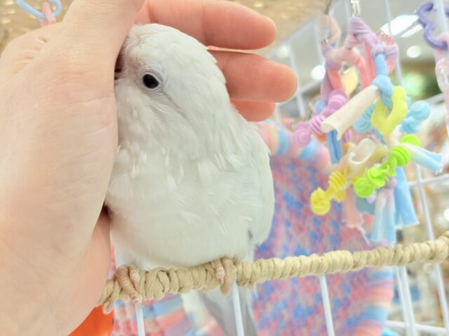 オキナインコ