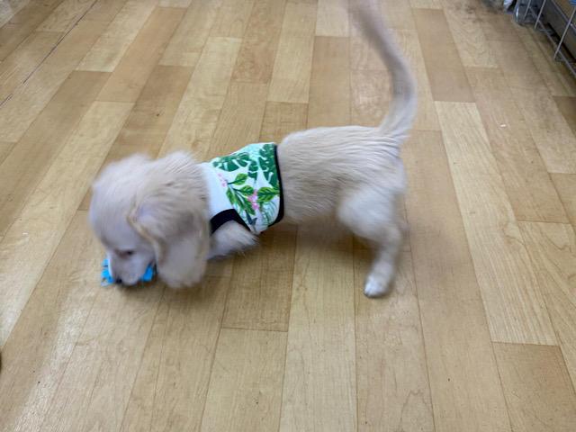 ミニチュアダックス