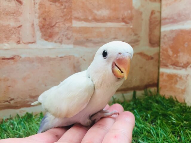 美しいコザクラちゃんがやってきましたよ～🌟　コザクラインコ（パリッドバイオレットシナモン）
