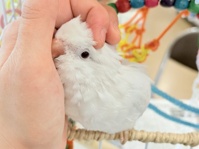 オキナインコ