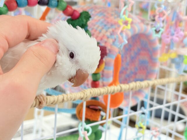 オキナインコ