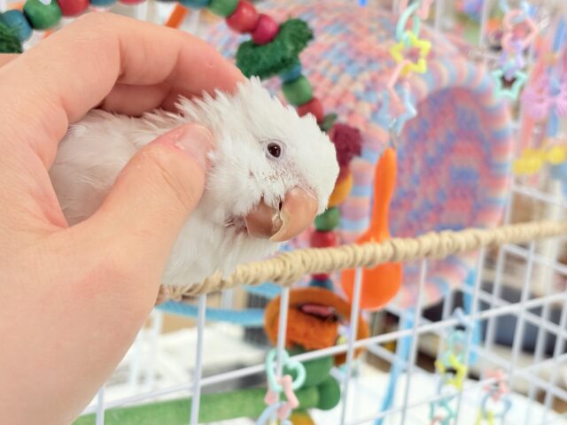 オキナインコ
