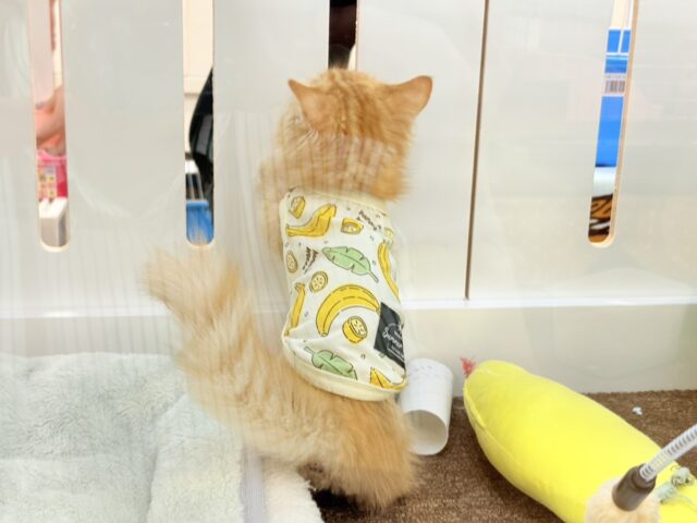 ミヌエット
