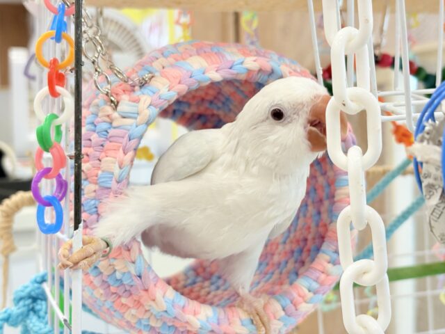 オキナインコ