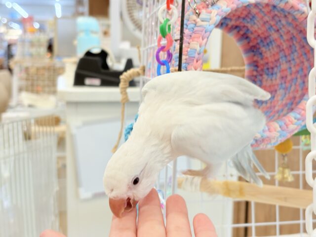 オキナインコ