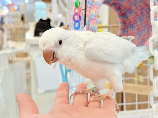 オキナインコ