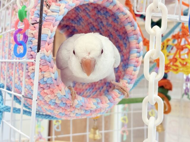 オキナインコ
