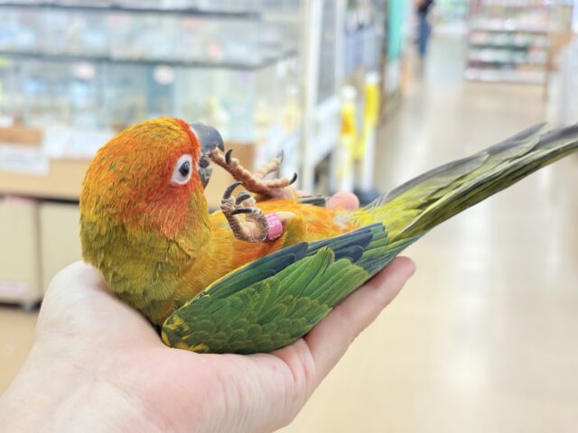 コガネメキシコインコ