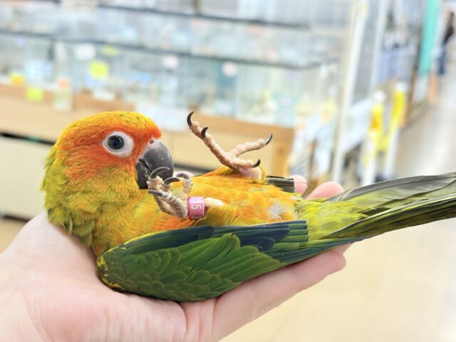 【最新画像更新🪄ひとり餌になりました☆】情熱カラーの元気っ子🌻🧡コガネメキシコインコ(男の子) ヒナ コガネメキシコインコ