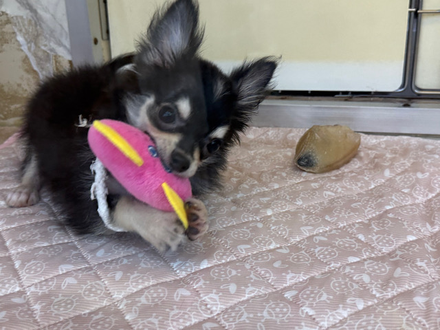 尻尾ブンブン💗嬉しくて嬉しくてもじもじしちゃう🤭チワワの男のコきました🌟 チワワ