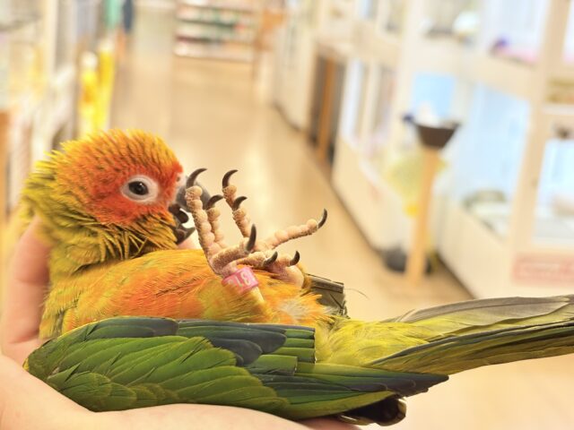 【最新画像更新🪄ひとり餌になりました☆】情熱カラーの元気っ子🌻🧡コガネメキシコインコ(男の子) ヒナ コガネメキシコインコ