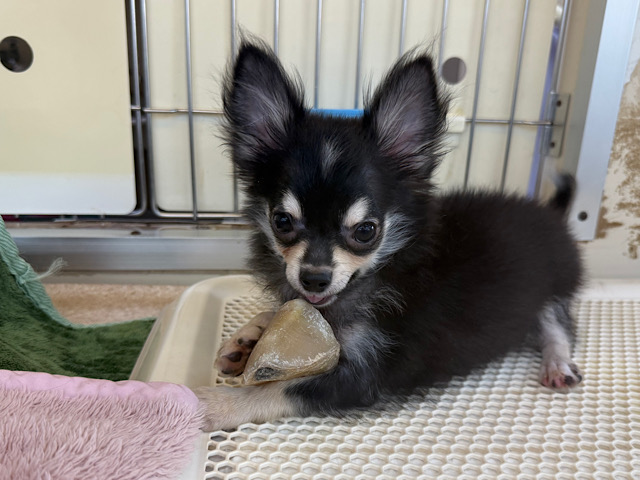 尻尾ブンブン💗嬉しくて嬉しくてもじもじしちゃう🤭チワワの男のコきました🌟 チワワ