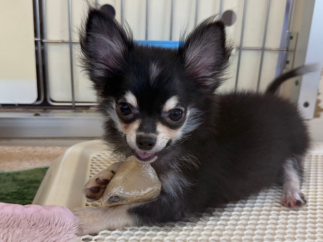 尻尾ブンブン💗嬉しくて嬉しくてもじもじしちゃう🤭チワワの男のコきました🌟 チワワ