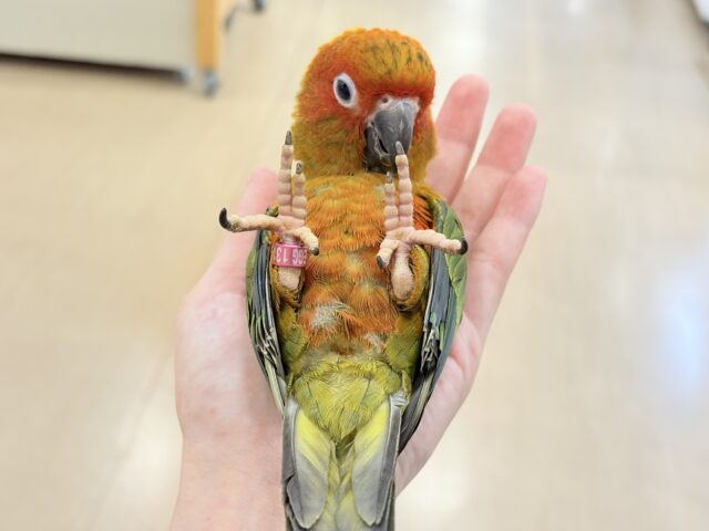 コガネメキシコインコ