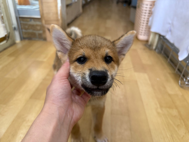 柴犬