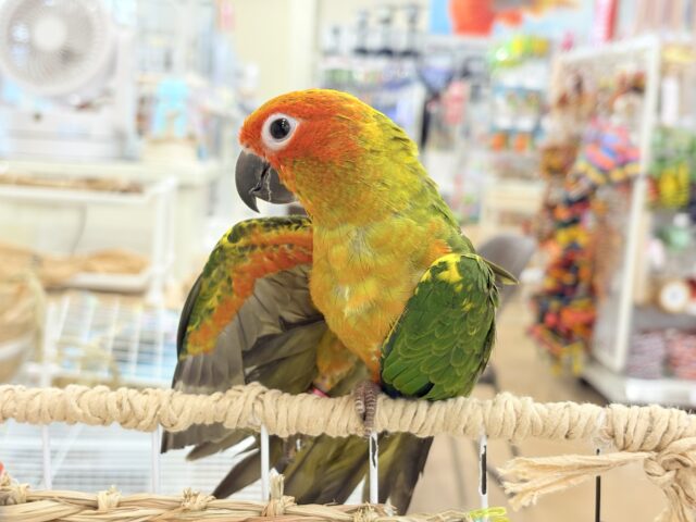 コガネメキシコインコ