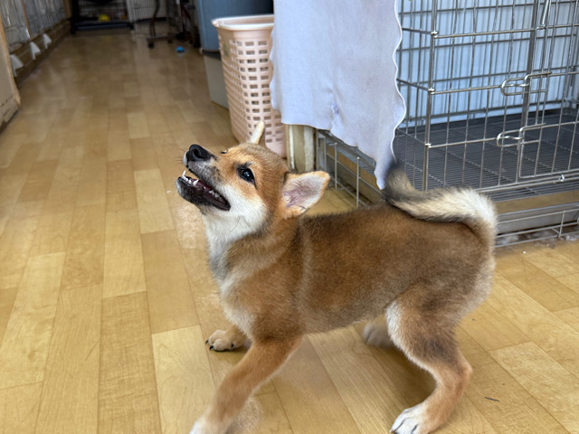 柴犬