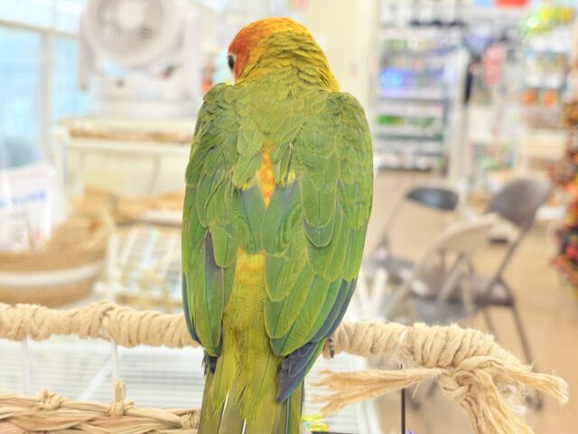 コガネメキシコインコ