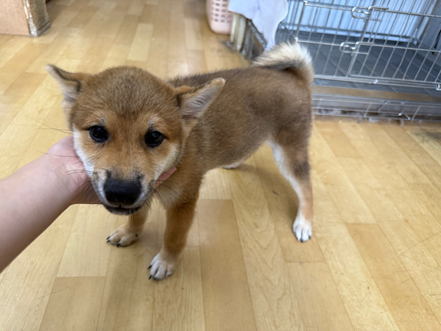 柴犬