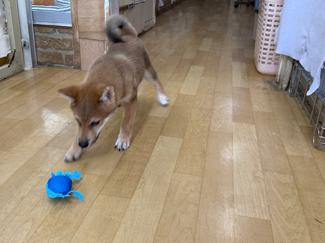 柴犬