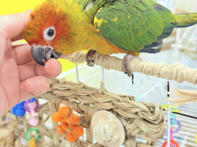 コガネメキシコインコ