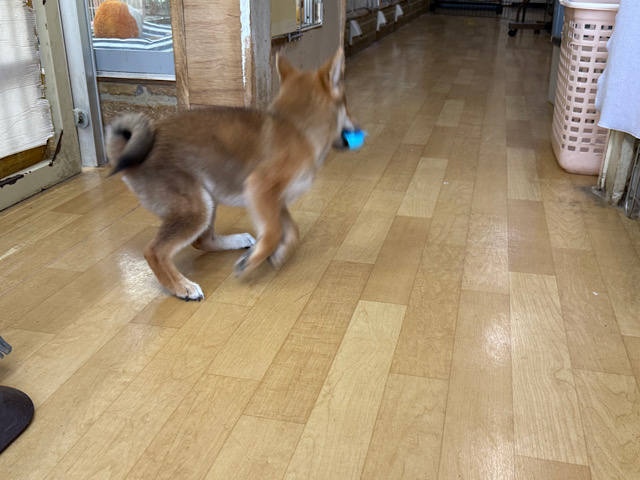 柴犬