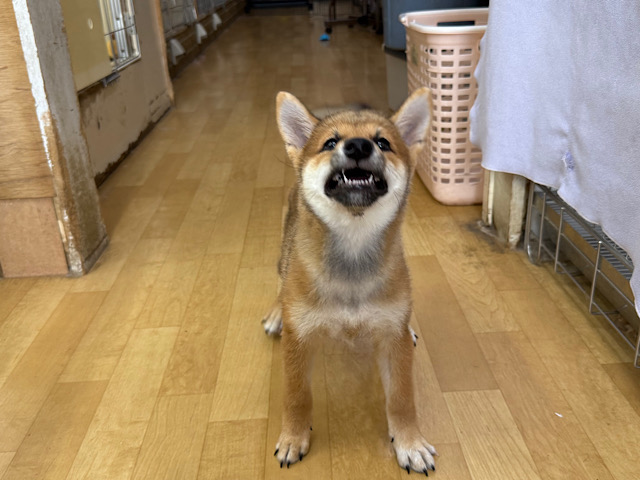 柴犬