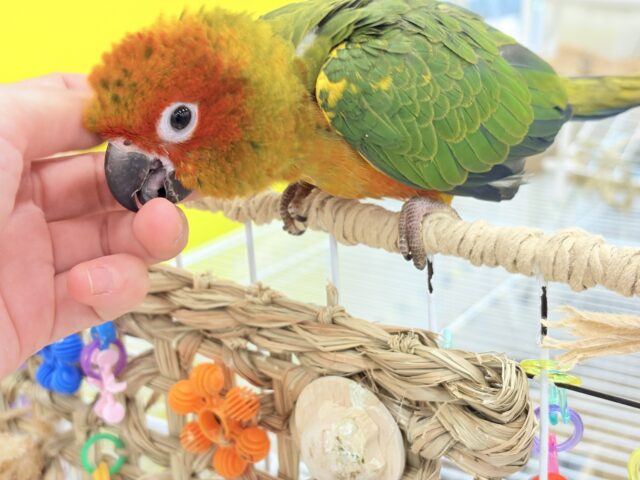 コガネメキシコインコ