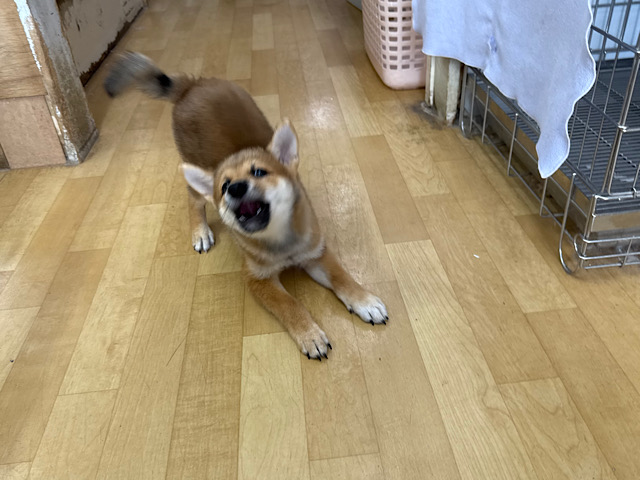 柴犬