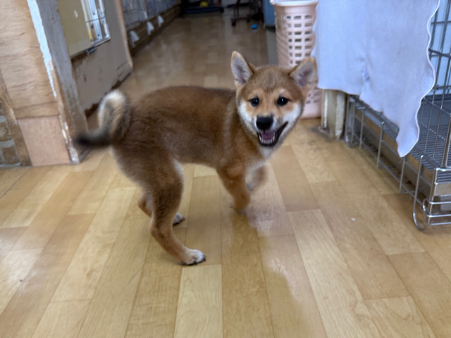 柴犬