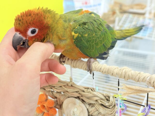 コガネメキシコインコ