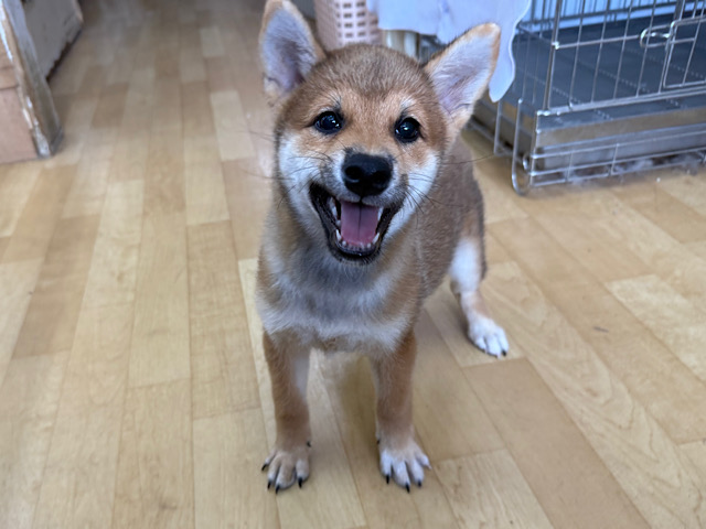 柴犬