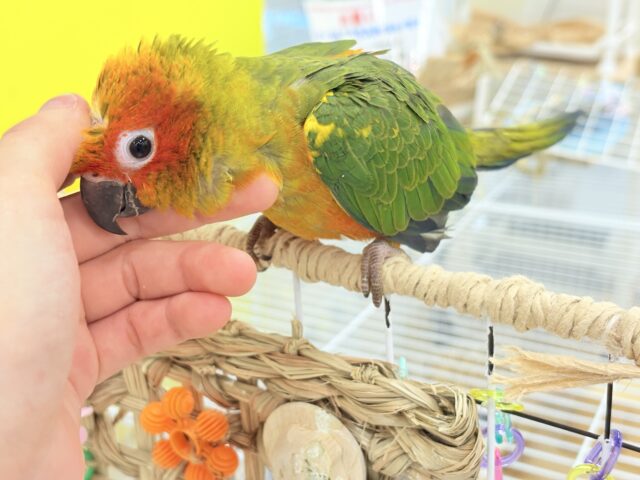 コガネメキシコインコ