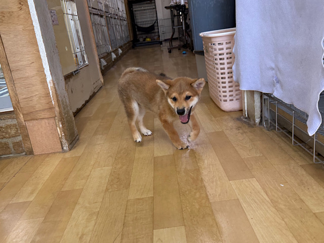 柴犬