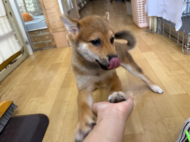 柴犬