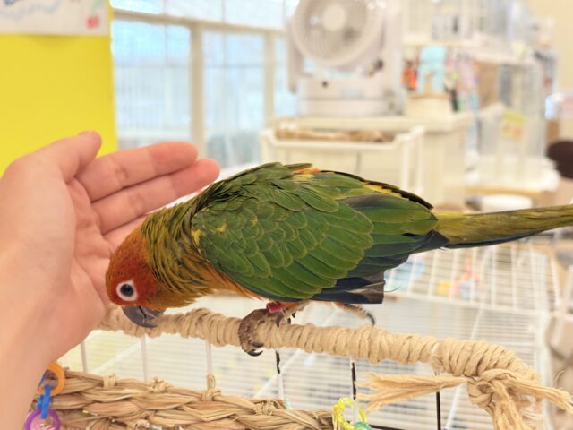 コガネメキシコインコ