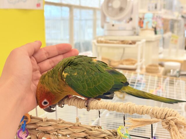 コガネメキシコインコ