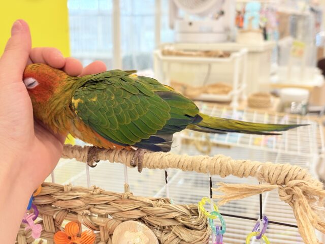 【最新画像更新🪄ひとり餌になりました☆】情熱カラーの元気っ子🌻🧡コガネメキシコインコ(男の子) ヒナ コガネメキシコインコ