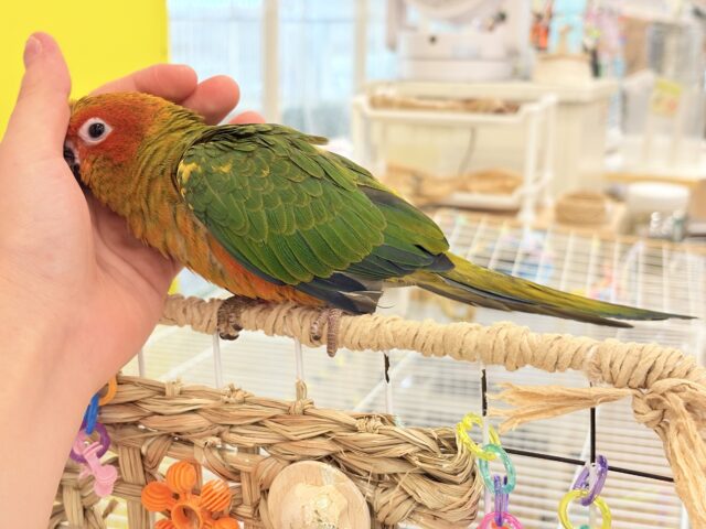 コガネメキシコインコ