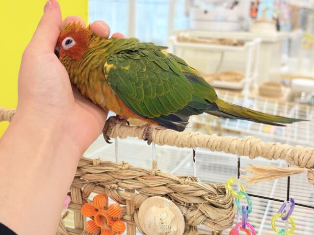 コガネメキシコインコ