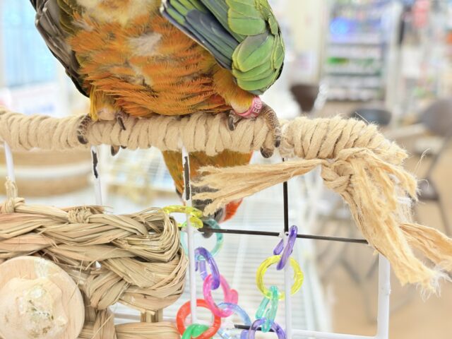 【最新画像更新🪄ひとり餌になりました☆】情熱カラーの元気っ子🌻🧡コガネメキシコインコ(男の子) ヒナ コガネメキシコインコ