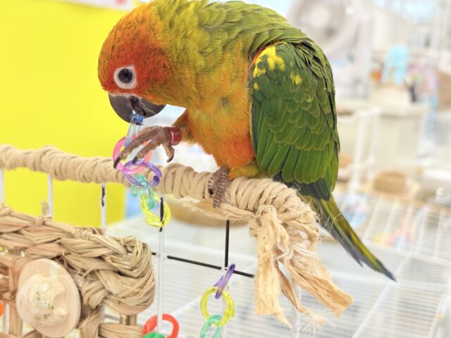 コガネメキシコインコ