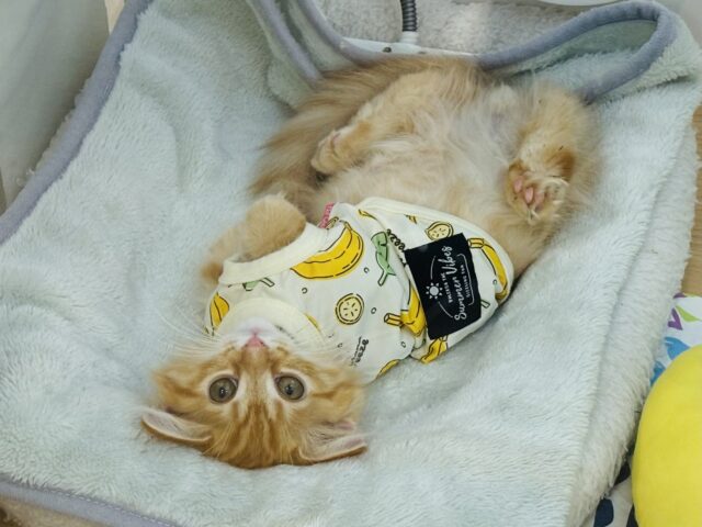 ミヌエット