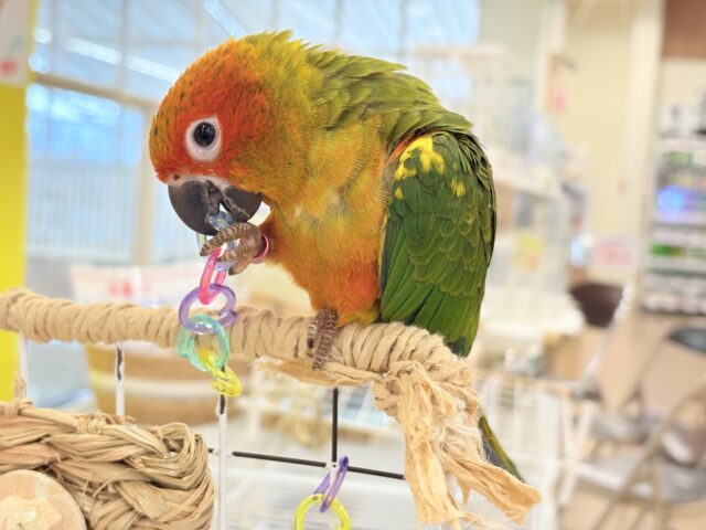 【最新画像更新🪄ひとり餌になりました☆】情熱カラーの元気っ子🌻🧡コガネメキシコインコ(男の子) ヒナ コガネメキシコインコ