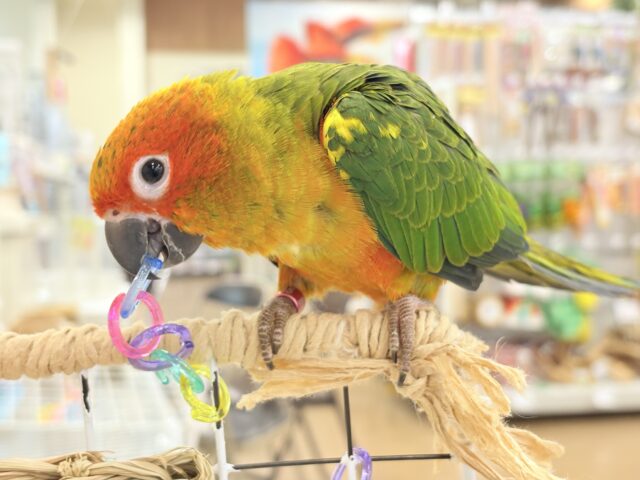 【最新画像更新🪄ひとり餌になりました☆】情熱カラーの元気っ子🌻🧡コガネメキシコインコ(男の子) ヒナ コガネメキシコインコ